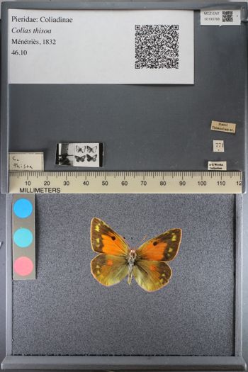 Media type: image;   Entomology 193768